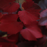 Vitus Ornamental Grape Fall Leaves